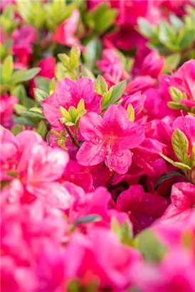 Japanische Azalee 'Little Red' - Rhododendron obt.'Little Red' II