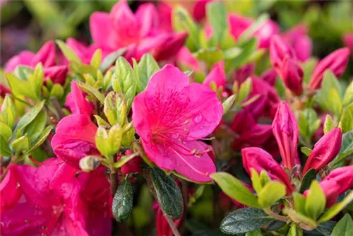 Japanische Azalee 'Little Red' - Rhododendron obt.'Little Red' II