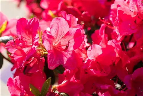 Japanische Azalee 'Little Red' - Rhododendron obt.'Little Red' II