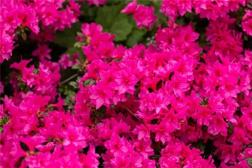 Japanische Azalee 'Melina' - Rhododendron obt.'Melina' III