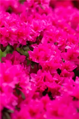 Japanische Azalee 'Melina' - Rhododendron obt.'Melina' III