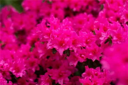 Japanische Azalee 'Melina' - Rhododendron obt.'Melina' III