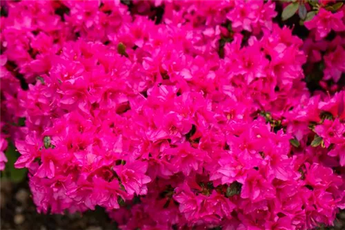 Japanische Azalee 'Melina' - Rhododendron obt.'Melina' III