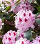 Rhododendron-Hybride 'Humboldt' - Rhododendron Hybr.'Humboldt' II