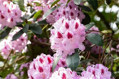 Rhododendron-Hybride 'Humboldt' - Rhododendron Hybr.'Humboldt' II