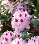 Rhododendron-Hybride 'Humboldt' - Rhododendron Hybr.'Humboldt' II