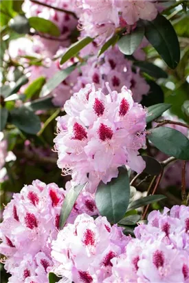 Rhododendron-Hybride 'Humboldt' - Rhododendron Hybr.'Humboldt' II