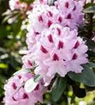 Rhododendron-Hybride 'Humboldt' - Rhododendron Hybr.'Humboldt' II