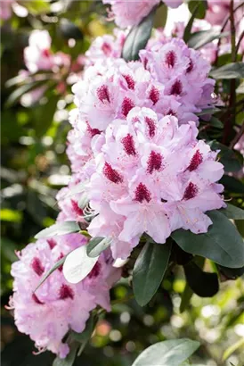 Rhododendron-Hybride 'Humboldt' - Rhododendron Hybr.'Humboldt' II