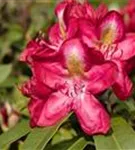 Rhododendron-Hybride 'Junifeuer' - Rhododendron Hybr.'Junifeuer' III