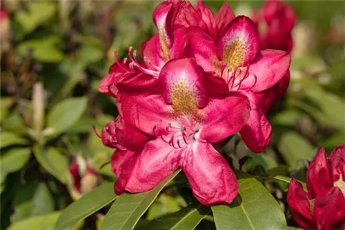 Rhododendron-Hybride 'Junifeuer' - Rhododendron Hybr.'Junifeuer' III