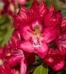 Rhododendron-Hybride 'Junifeuer' - Rhododendron Hybr.'Junifeuer' III