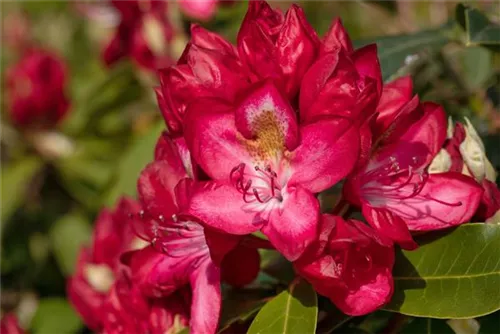 Rhododendron-Hybride 'Junifeuer' - Rhododendron Hybr.'Junifeuer' III