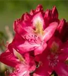 Rhododendron-Hybride 'Junifeuer' - Rhododendron Hybr.'Junifeuer' III