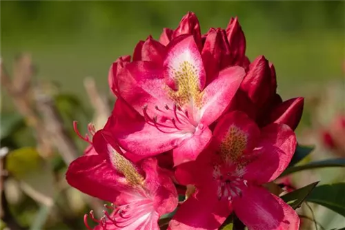 Rhododendron-Hybride 'Junifeuer' - Rhododendron Hybr.'Junifeuer' III