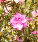 Japanische Azalee 'Rokoko' - Rhododendron obt.'Rokoko' III