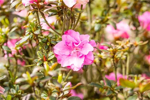 Japanische Azalee 'Rokoko' - Rhododendron obt.'Rokoko' III