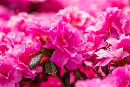 Japanische Azalee 'Rokoko' - Rhododendron obt.'Rokoko' III