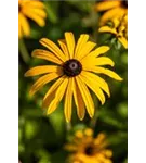 Deams Sonnenhut - Rudbeckia fulgida var.Deamii