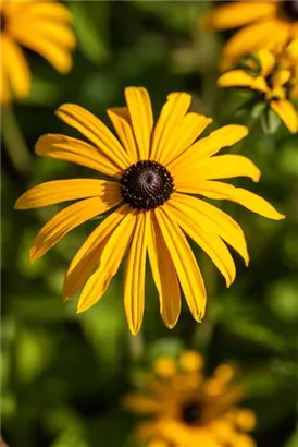 Deams Sonnenhut - Rudbeckia fulgida var.Deamii