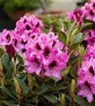 Rhododendron-Hybride 'Kokardia' -R- - Rhododendron Hybr.'Kokardia' -R- III