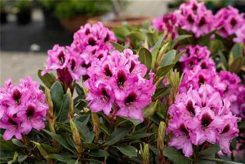 Rhododendron-Hybride 'Kokardia' -R- - Rhododendron Hybr.'Kokardia' -R- III