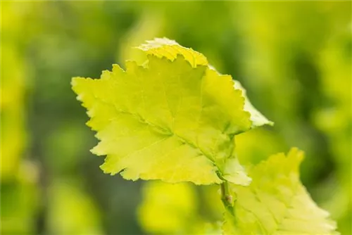 Stadtulme 'Dodoens' - Ulmus hollandica 'Dodoens'