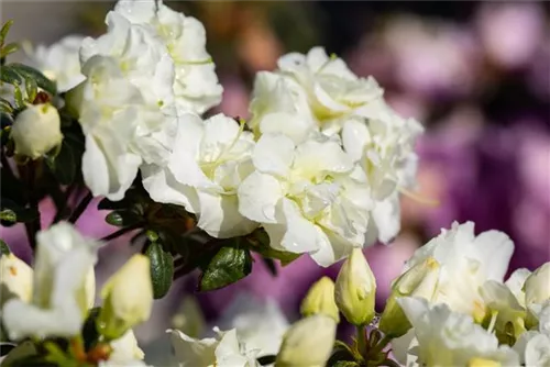 Japanische Azalee 'Schneeperle' -R- - Rhododendron obt.'Schneeperle' -R- III