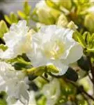 Japanische Azalee 'Schneeperle' -R- - Rhododendron obt.'Schneeperle' -R- III