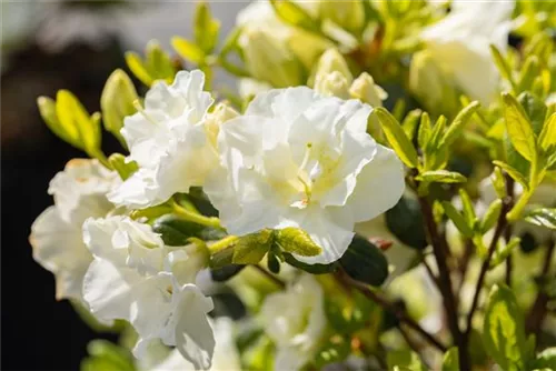 Japanische Azalee 'Schneeperle' -R- - Rhododendron obt.'Schneeperle' -R- III