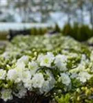 Japanische Azalee 'Schneeperle' -R- - Rhododendron obt.'Schneeperle' -R- III