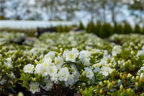 Japanische Azalee 'Schneeperle' -R- - Rhododendron obt.'Schneeperle' -R- III