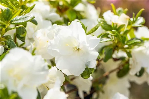 Japanische Azalee 'Schneeperle' -R- - Rhododendron obt.'Schneeperle' -R- III