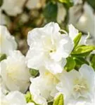 Japanische Azalee 'Schneeperle' -R- - Rhododendron obt.'Schneeperle' -R- III