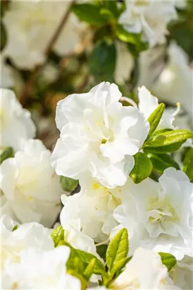 Japanische Azalee 'Schneeperle' -R- - Rhododendron obt.'Schneeperle' -R- III