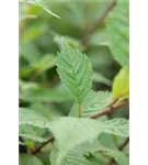 Schmalkronige Stadtulme - Ulmus hollandica 'Lobel'