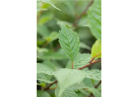 Ulmus hollandica 'Lobel' - Schmalkronige Stadtulme