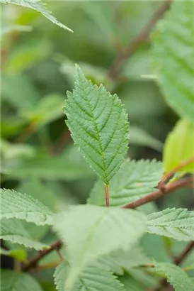 Schmalkronige Stadtulme - Ulmus hollandica 'Lobel'