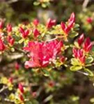 Japanische Azalee 'Silvester' - Rhododendron obt.'Silvester' II