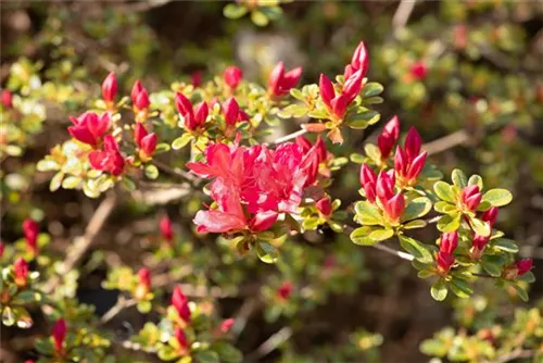 Japanische Azalee 'Silvester' - Rhododendron obt.'Silvester' II