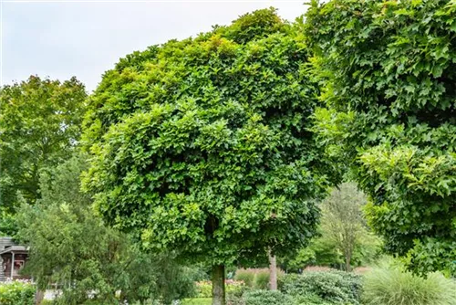 Sumpf-Eiche 'Green Dwarf' - Quercus palustris 'Green Dwarf'