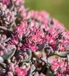 Garten-Fettblatt - Sedum cauticola 'Robustum'