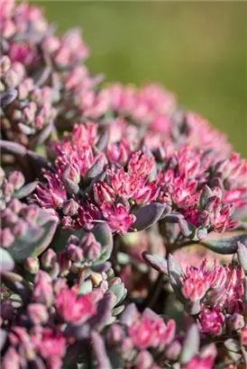 Garten-Fettblatt - Sedum cauticola 'Robustum'