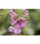 Purpurblütige Königskerze - Verbascum phoeniceum