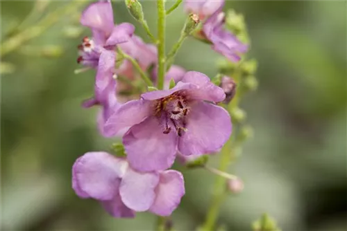 Purpurblütige Königskerze - Verbascum phoeniceum