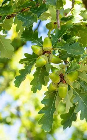 Quercus petraea