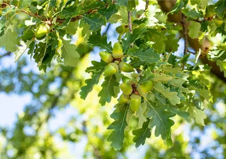 Quercus petraea - Trauben-Eiche