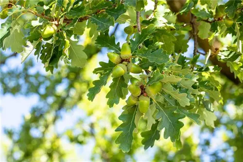 Trauben-Eiche - Quercus petraea