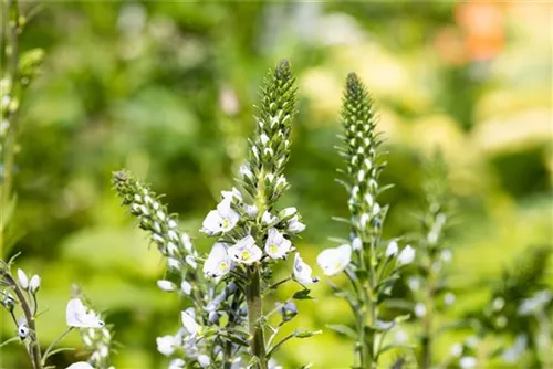 Enzianblättriger Ehrenpreis - Veronica gentianoides