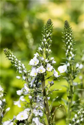 Enzianblättriger Ehrenpreis - Veronica gentianoides